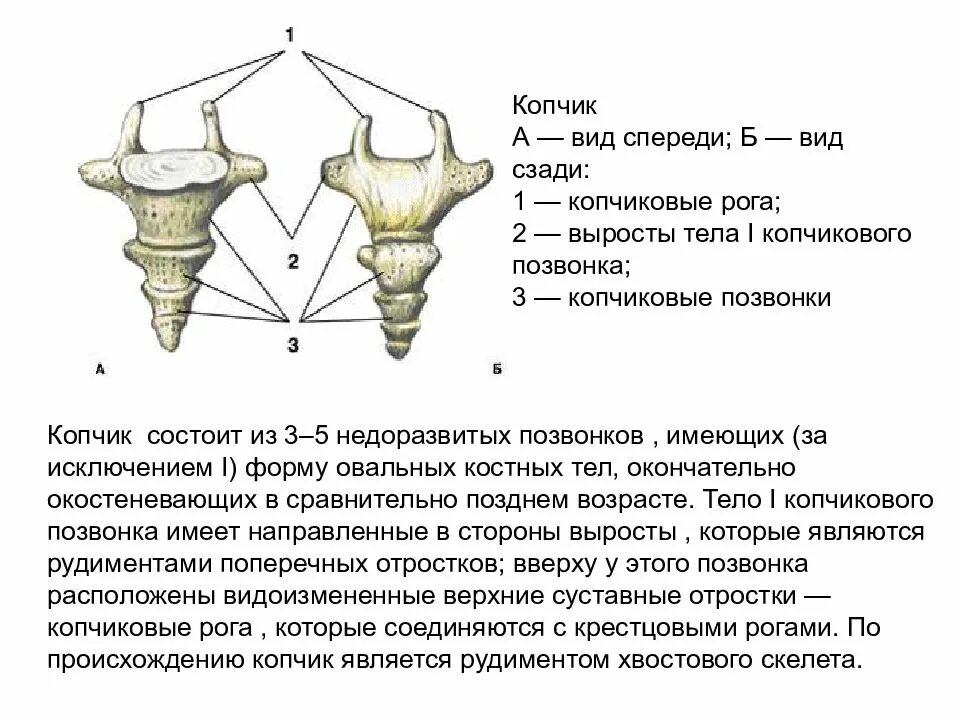 Копчиковая железа характерна для. Копчик позвонки анатомия. Строение копчика. Строение копчика у женщин. Из чего состоит копчик.