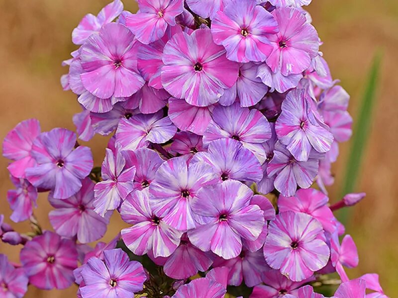 Autumn joy флокс. Флокс метельчатый отумн джой. Флокс джой. Флокс отомн джой. Флокс аутумн джой.