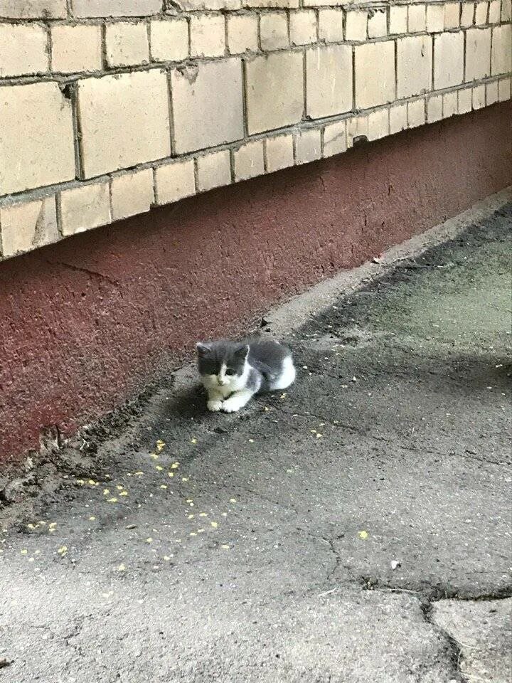 Упавший кот. Кот упал с шестого этажа.