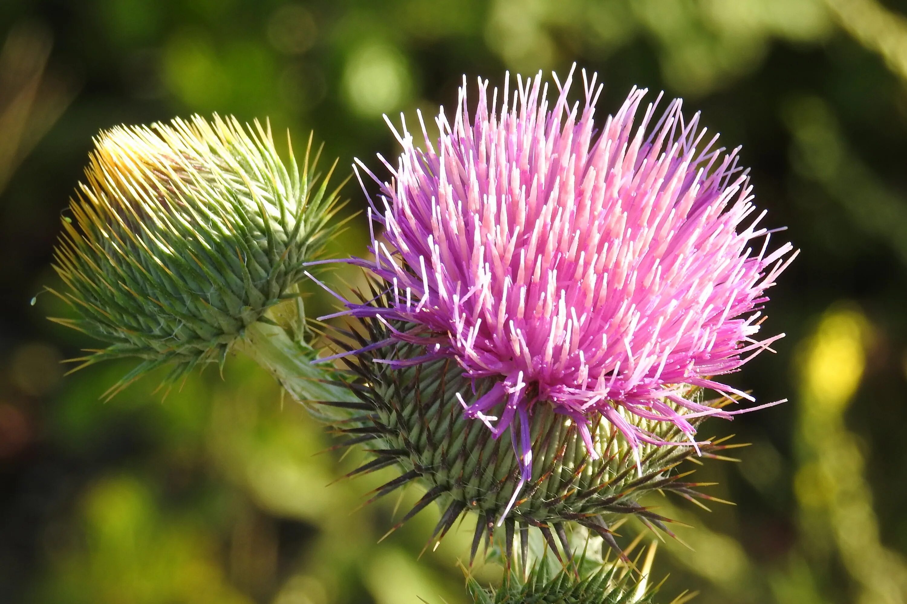 Free Images : tree, nature, grass, branch, blossom, prickly, leaf, purple, bloom