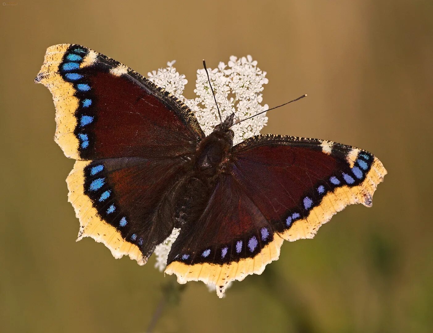 Pin on Beautiful Animals Animals beautiful, Butterfly, Butterfly tattoo
