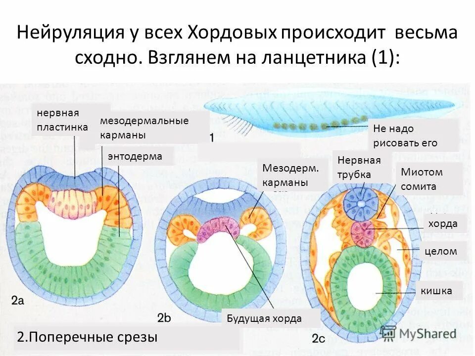 Зародышевые листки рисунок. Нейрула Сомит. Нейруляция сомиты. Нейрула кишечная трубка. Нейруляция строение зародыша.