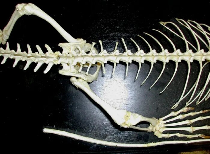 Грудина у ящерицы