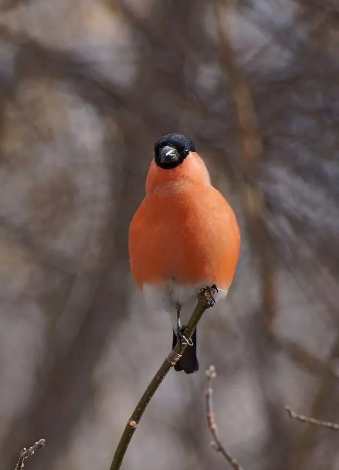 какие звуки издает снегирь. какие звуки издает снегирь. снегири гири. снегири. пальчиковая гимнастика снегири.