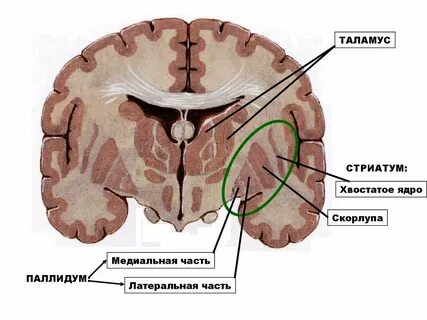 Хвостатое ядро структура