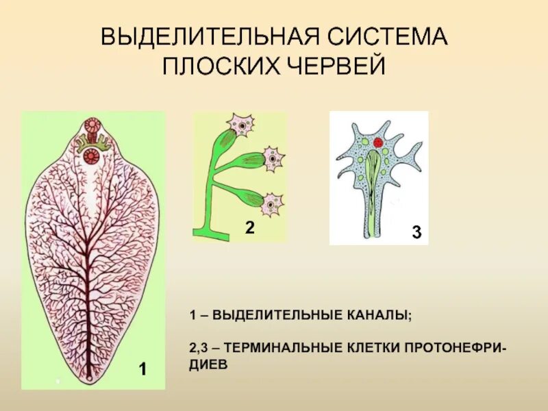 Протонефридиальная выделительная система. Выделительная система протонефридиального типа. Протонефридии у планарии. Протонефридии у плоских червей. Звездчатые клетки черви