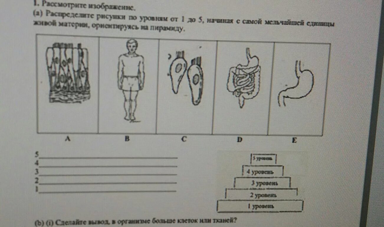 Рисунки по уровням. Рассмотри рисунок и распредели. Рисунок по уровням 3 класс. Рассмотри изображения распредели элементы. Распределите изображения по представленным группам