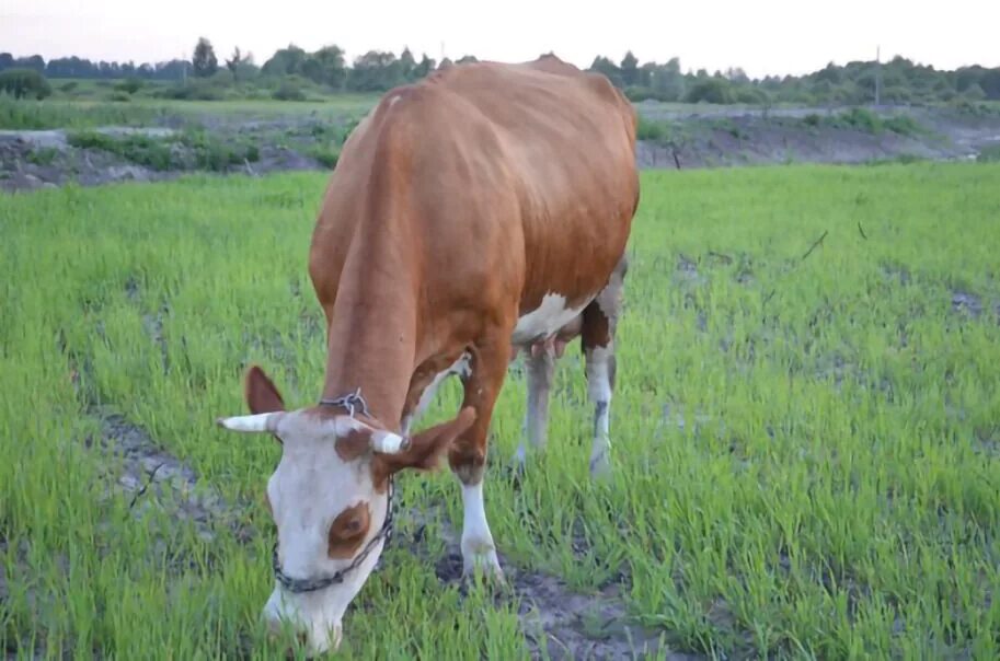 Корова ест траву. Крупно-рогатый скот в Липецкой области. Корова ест. Корова ест траву Тимофеевку.