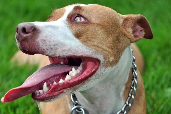 Американский питбультерьер зубы. Американский стаффордширский терьер пасть. Американский питбультерьер зубы. Американский питбуль зубы. Стаффордширский бультерьер челюсть.