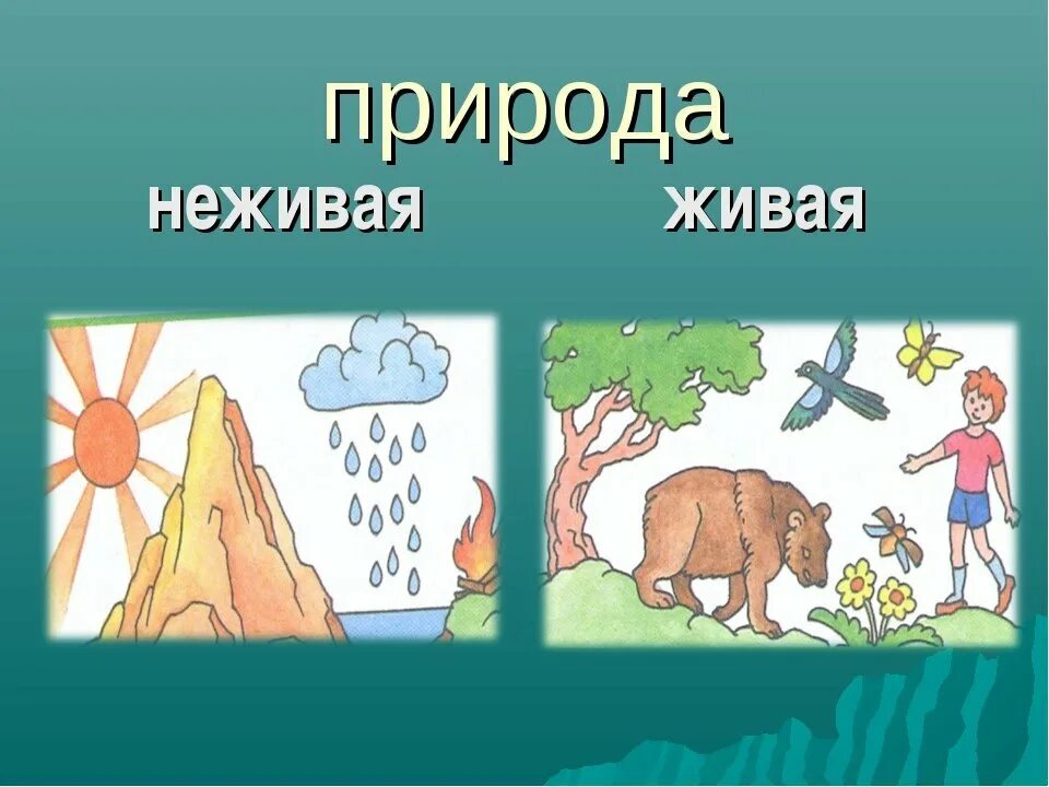 Предметы живой и неживой природы. Тема живой природы. Загадки на тему живая природа и неживая природа. Живая и неживая природа. Тема живой природы.