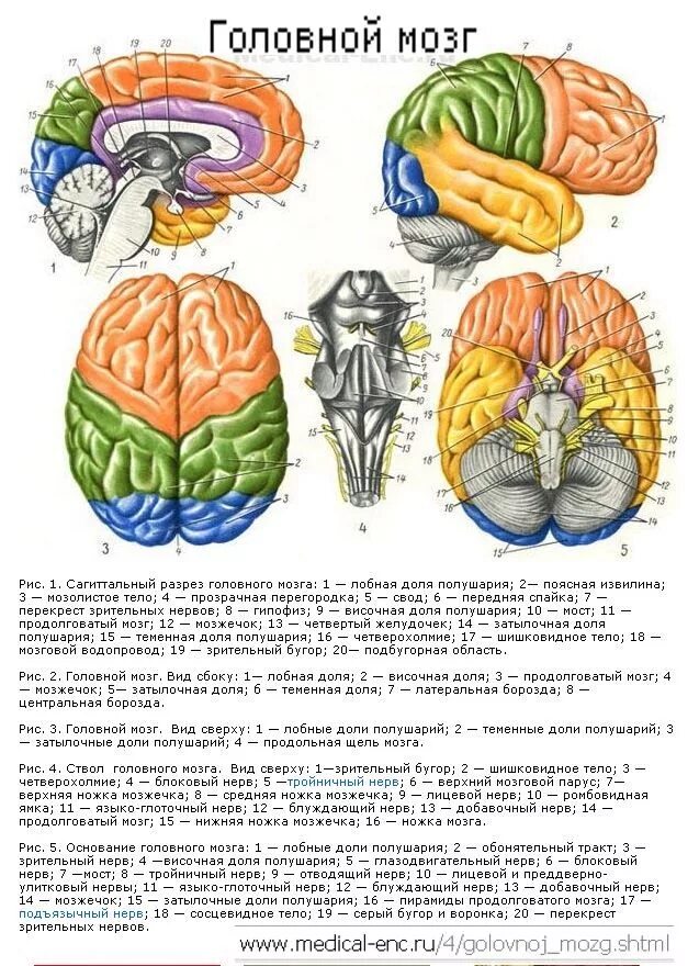 Как головной мозг связан с органами тела. Строение головного мозга спереди. Головной мозг строение анатомия. Анатомия и топография отделов головного мозга. Строение мозга человека доли.