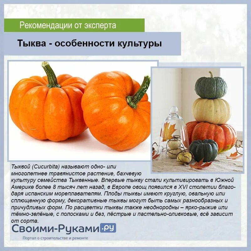 Тыквы фото описанием. Характеристика плода тыквы. Тыква описание. Тыква культурное растение. Информация о тыкве.