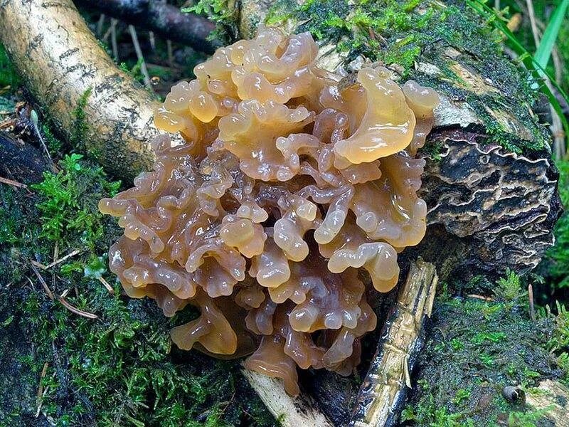 Гриб с жидкостью внутри. Гриб Tremella foliacea. Дрожалка листоватая. Дрожалка сморчковая. Трутовик дубовый.