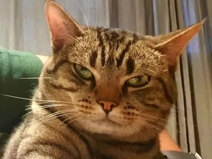 Нервная кошка