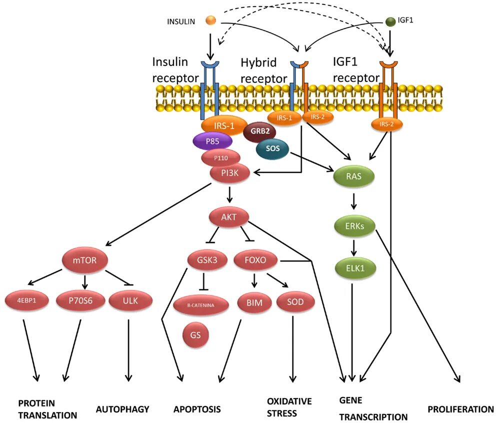Рецептор инсулина. Связывание инсулина с рецептором. Инсулиновый Рецептор IRS. Механизм трансдукции сигнала тирозинкиназных рецепторов.