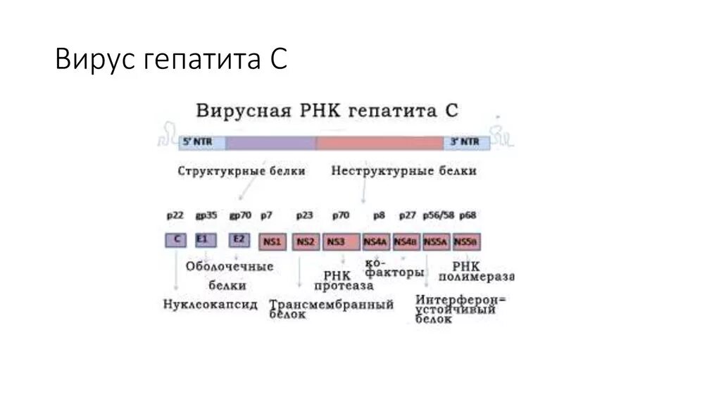 РНК вируса гепатита с таблица результатов. Вирус гепатита с РНК количественный 1,1. Вирус гепатита с РНК 4,2х10 6. Вирус гепатита РНК 2,7. Анализ рнк вируса гепатита