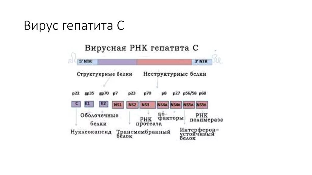 Что значит рнк вируса гепатита с. Рнк вируса гепатита с таблица результатов. вирус гепатита с рнк количественный 1,1. вирус гепатита с рнк 4,2х10 6. вирус гепатита рнк 2,7.