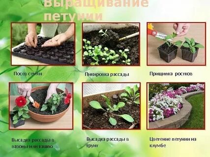 Цветы сразу в грунт без рассады