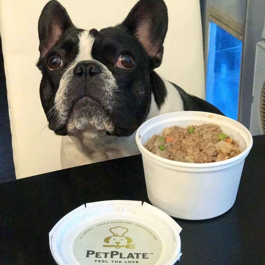 Французский бульдог и чашка кофе. Рацион натуральное питание для собак французский бульдог. Корм для французского бульдога. Аллергия у французского бульдога. Корма для щенков французского бульдога.