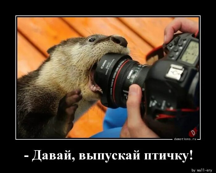 Давай издавай