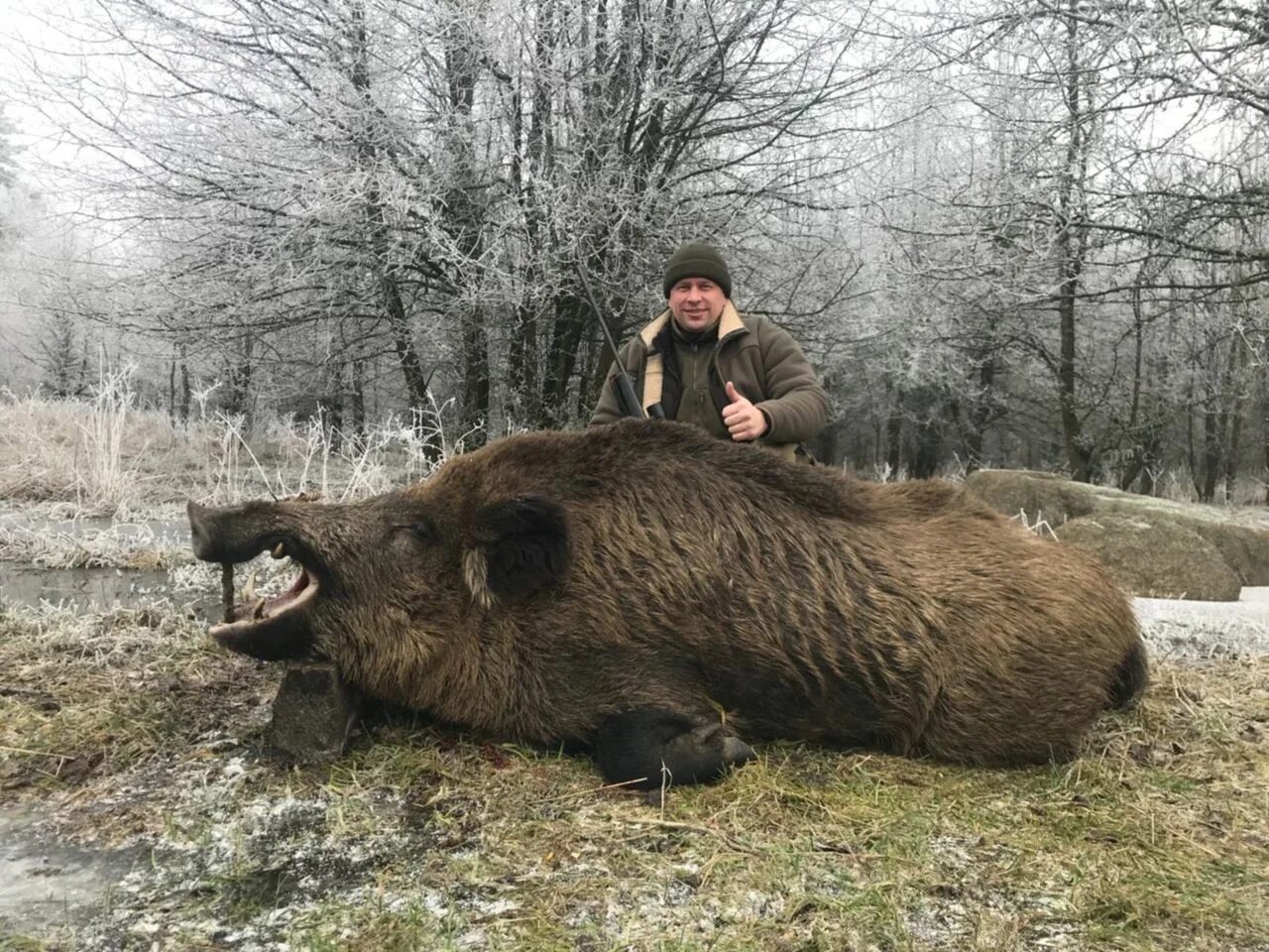 Кабан вепрь секач 600 кг. Дикий кабан секач вепрь. Дикий кабан секач вепрь. Большой огромный дикий. Дикий кабан секач вепрь.