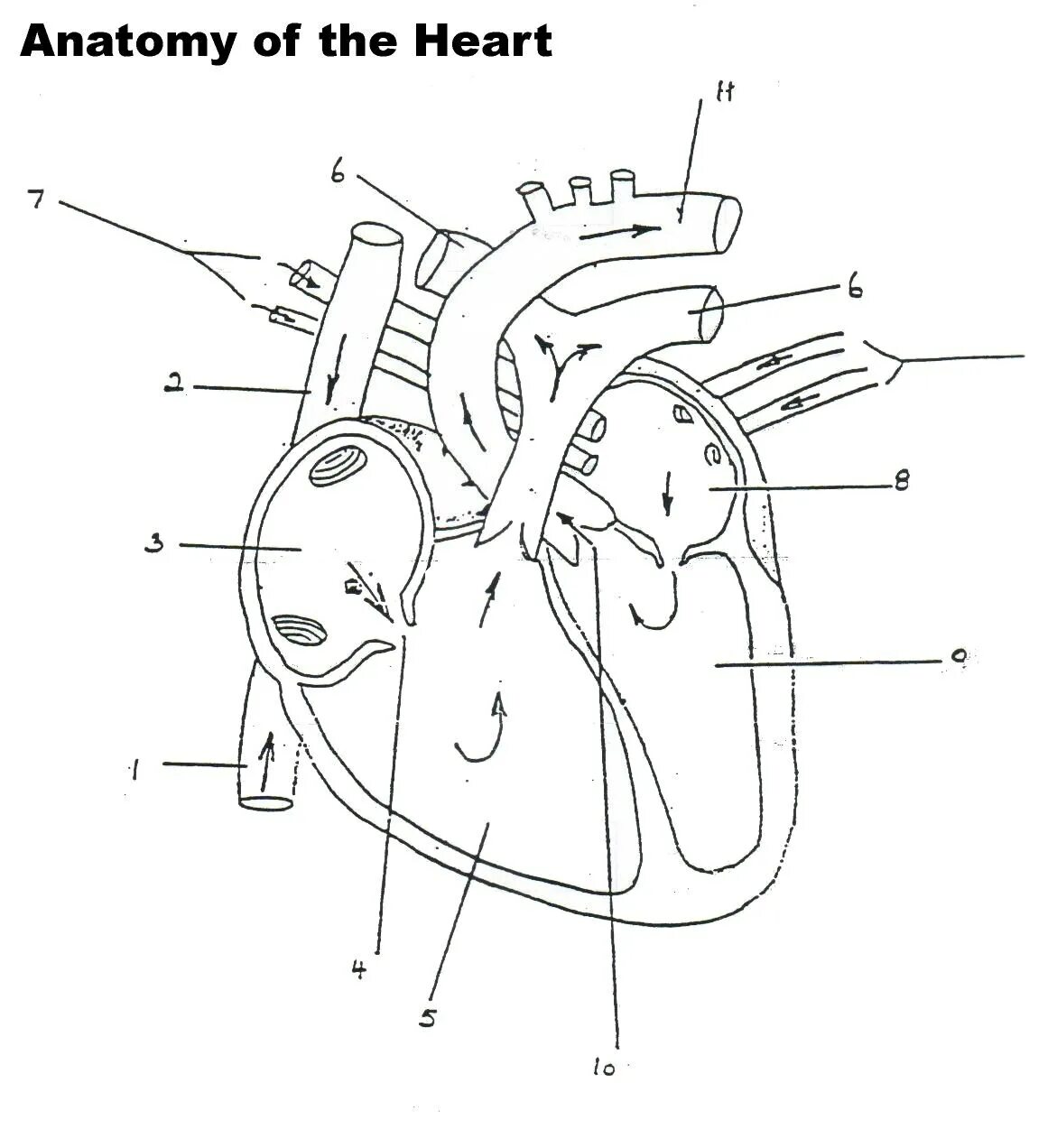 Обозначьте рисунок строение сердца. Строение человеческого сердца схема. Строение сердца человека рисунок. Сердце человека в разрезе схема. Строение сердца человека схема без подписей.