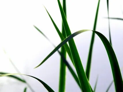 White plant