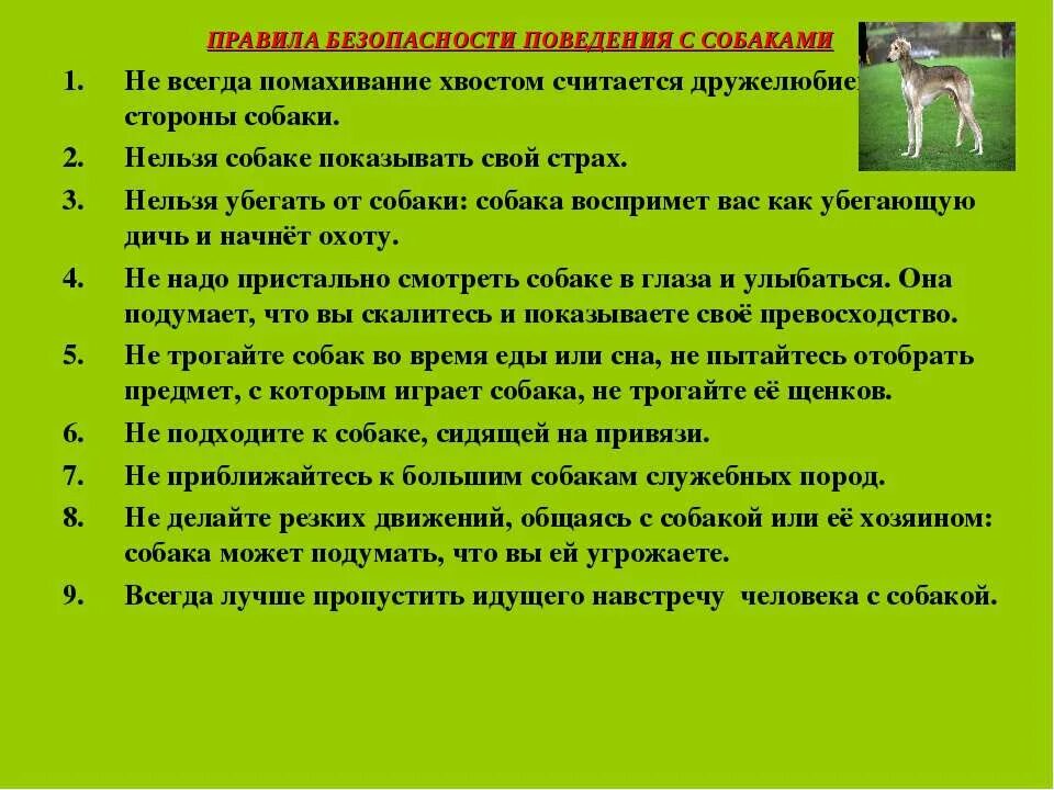 Безопасность при общении с животными. Правила проведения с домашними животными. Правила поведения с животными. Безопасность при общении с животными детям. Правила поведения с домашними животными.