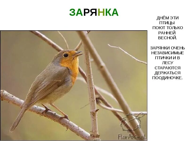 Определить какая птица поет. Лесная птичка зарянка. перелетные птицы зарянка. малиновка птица поет.
