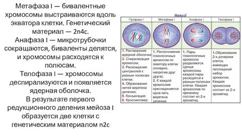 Метафаза митоза хромосомный набор какой