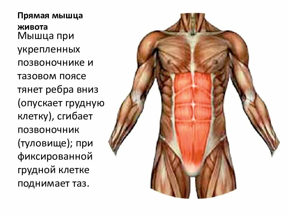 Прямая мышца живота анатомия. Брюшной пресс мышцы анатомия. Анатомия мышц живота, строение, функции. Мышцы живота анатомия мышцы