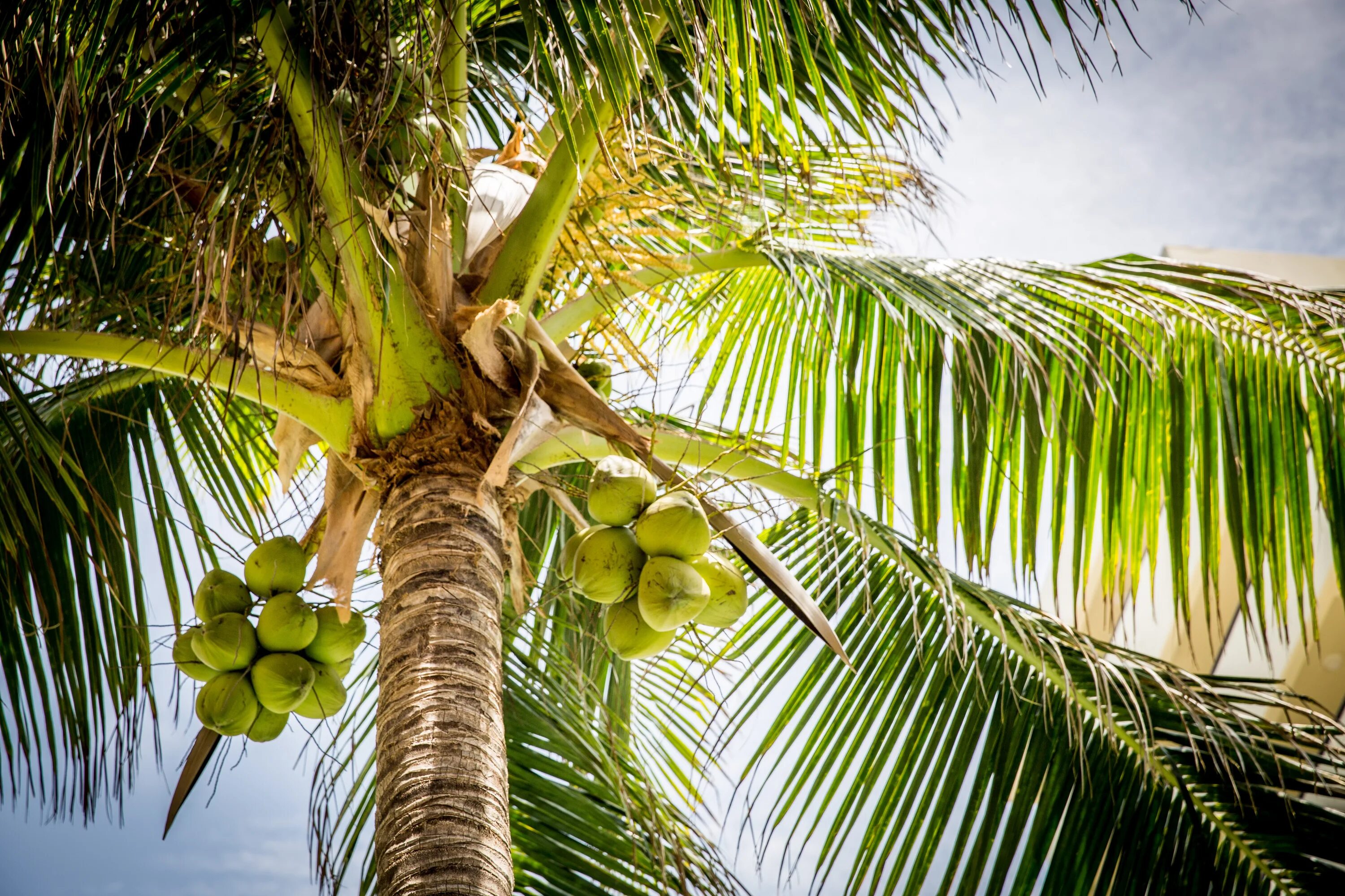 Palma. Кокосовая Пальма (Cocos nucifera). Кокосовые пальмы в Танзании. Кокосы на Пальме. Кокосовая Пальма в Океании.