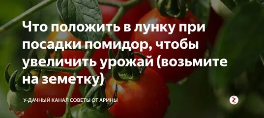 Что положить в лунку для перца. Что положить в лунку при посадке томатов. что класть в лунку при посадке томатов. чего ложить в лунку при высадке томатов. что положить в лунку при посадке томатов в теплице.