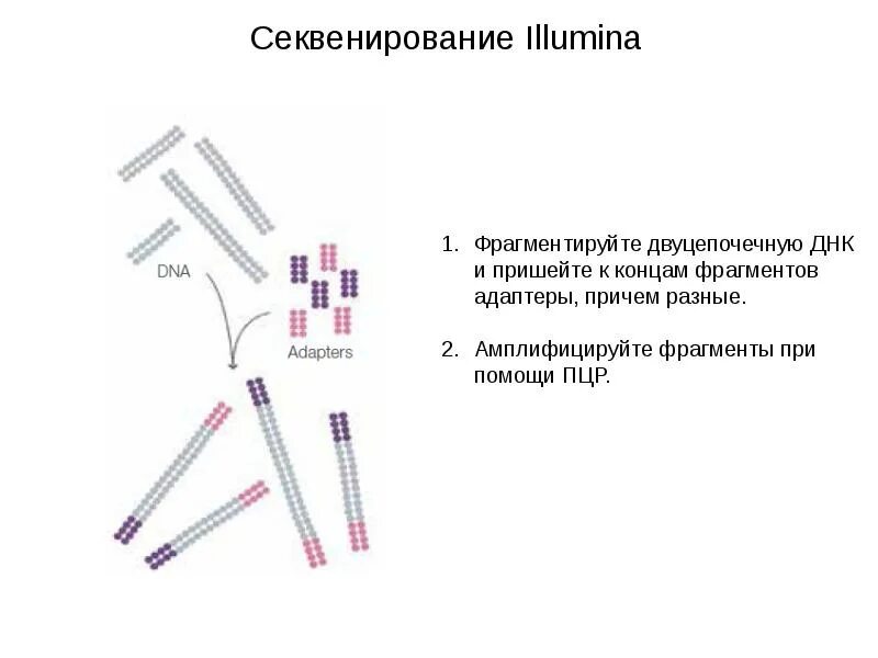 Пцр и секвенирование. Секвенирование illumina принцип метода. секвенирование днк illumina. illumina секвенирование принцип. пцр секвенирование.
