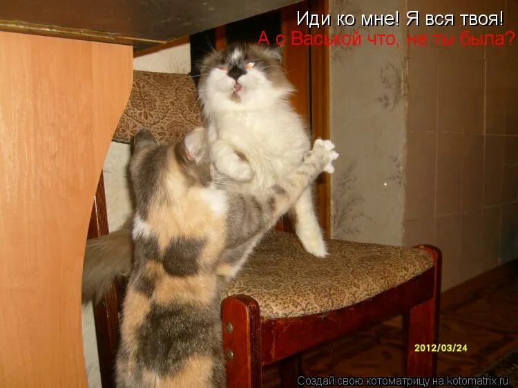 Котик иди ко мне. Мемы я против. Иди ко мне надпись. Иди ко мне на английском. Иди ко мне на английском.