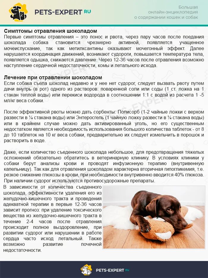 Собака съела крысиную