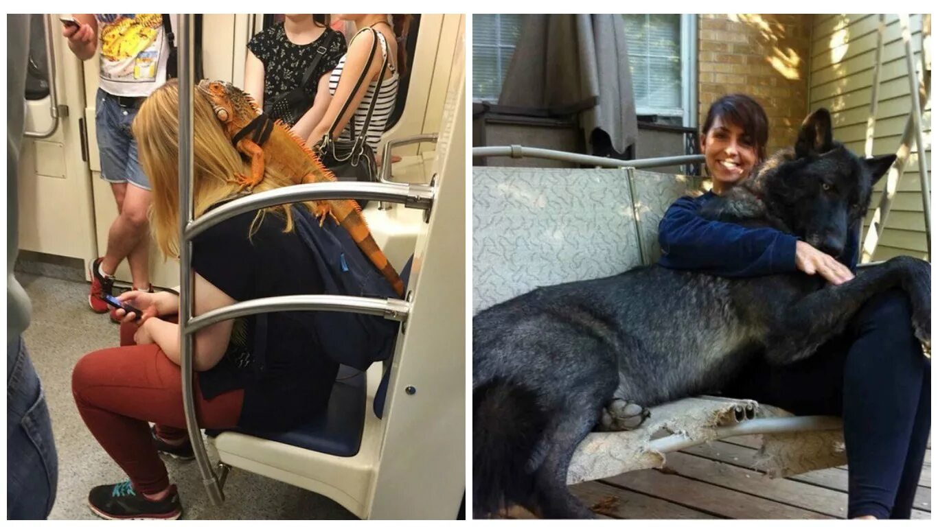 Кого можно завести вместо собаки. Заводят вместо собак. Заводят вместо собак. Заводят вместо собак. Бигль дрессировка.