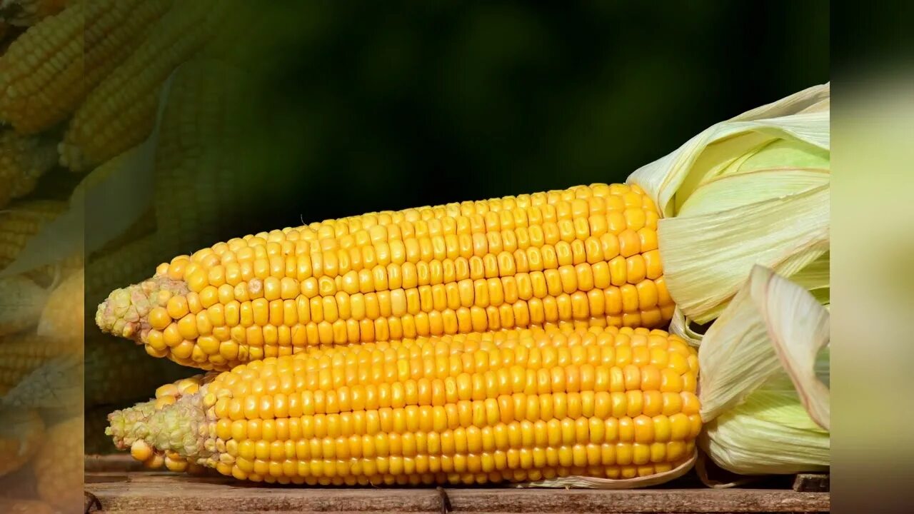 1 початок. Corn кукуруза. Кукуруза - Zea Mays l.. Кукуруза Sweet Corn. Кукуруза ВАЛЬМОНД f1.