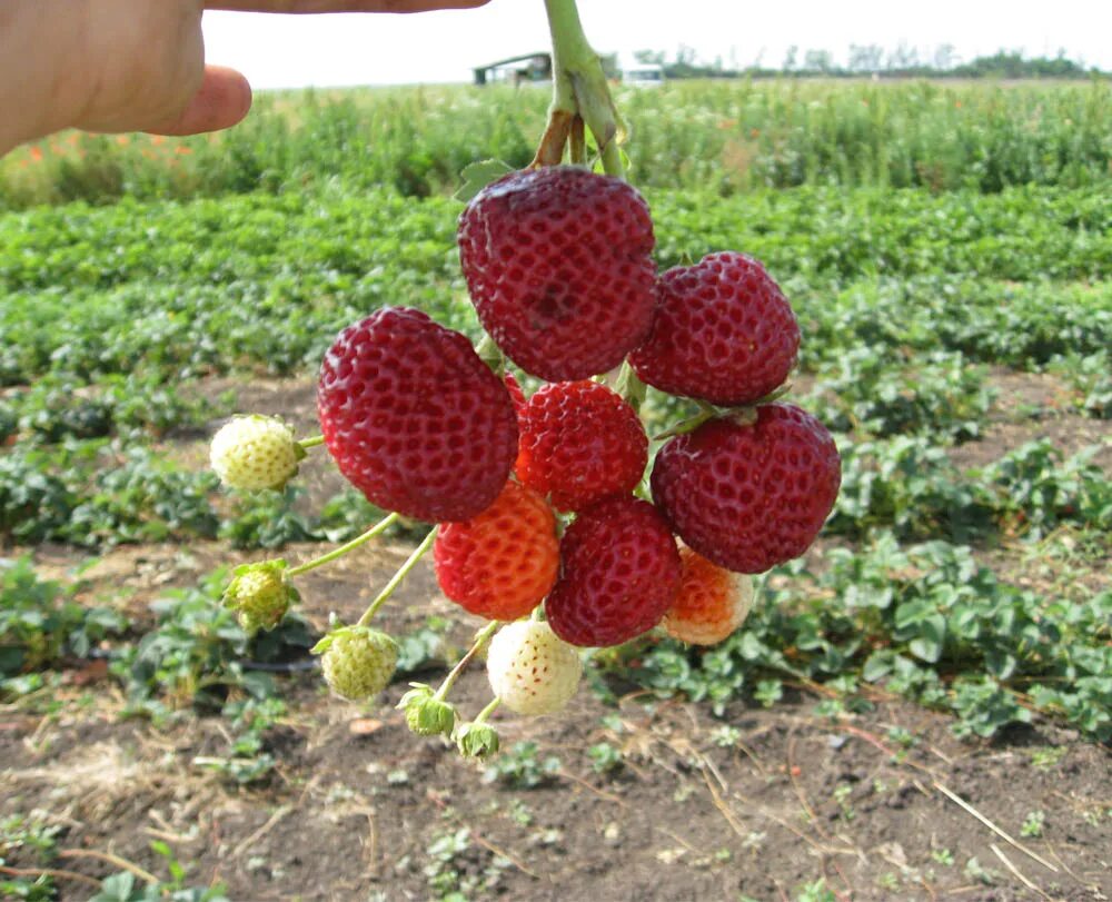 Мице шиндлер клубника фото описание. Сорт клубники мице шиндлер. немецкий сорт клубники мице шиндлер. земляника садовая мизе (кити) шиндлер. клубника ницце шиндлера.