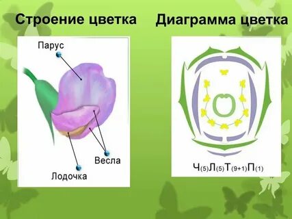 Растения имеющие боб