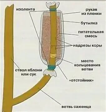 Размножение яблони