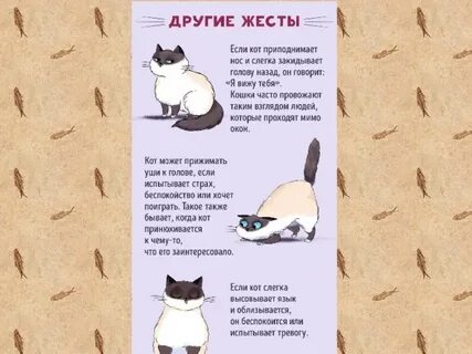Чего боятся кошки