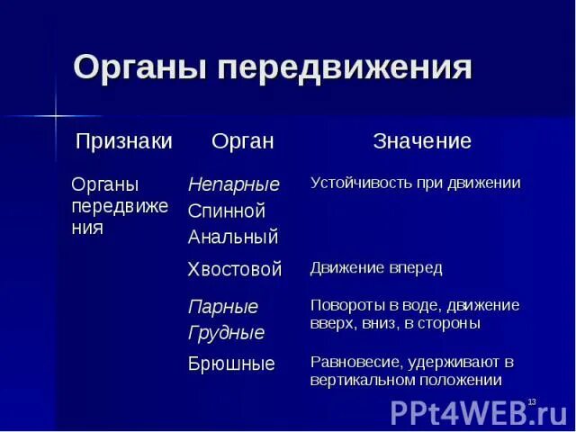 Какие особенности внешнего строения - 26 фото из 48