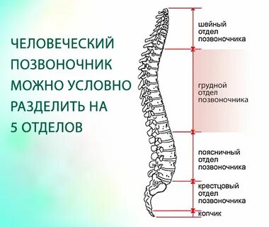 Позвонки встали на место
