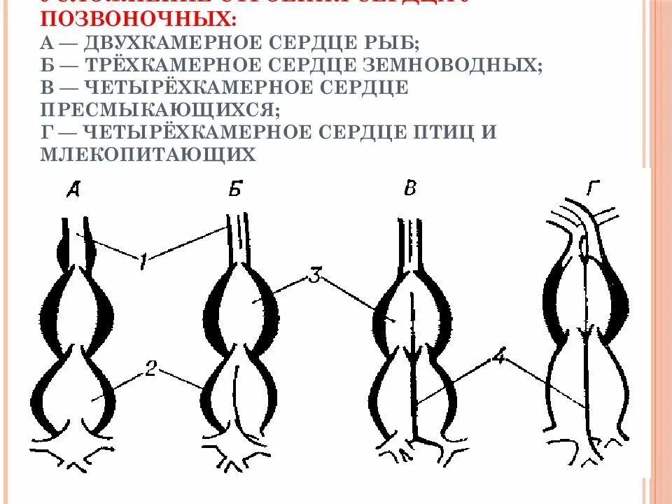 Строение сердца костистых рыб. Сердце млекопитающих двухкамерное. Двухкамерное и трехкамерное сердце строение. Сердце рыб земноводных пресмыкающихся птиц схема. Схема строения сердца костных рыб.