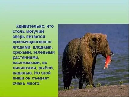 Сообщение о диком