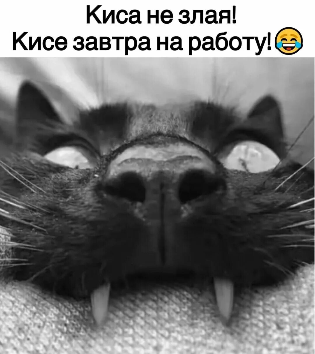 Киса алиса мэджик. Включи не киса. Включи не киса. Кошка киса алиса. Включи не киса.