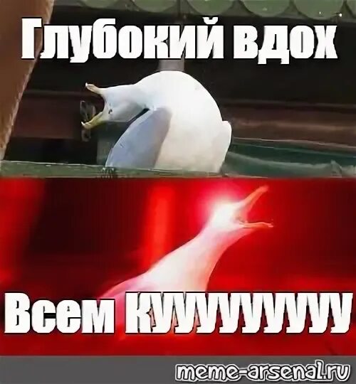 Мем вдох. Глубокий вдох а мем кот. чайка глубокий вдох. глубокий вздох а мем кот. чайка мем.