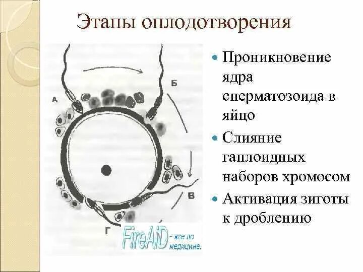 Процесс за которым следует оплодотворение. Этапы оплодотворения. Фазы оплодотворения. Основные этапы оплодотворения. Процесс оплодотворения схема.