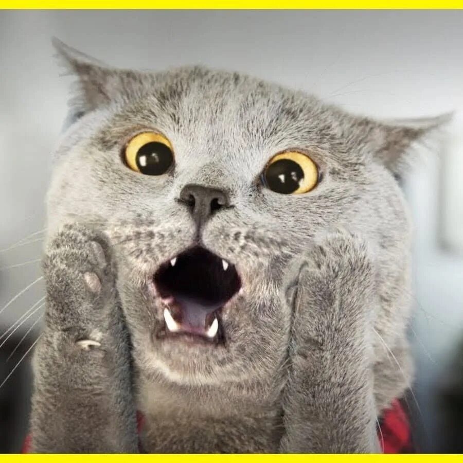 Ржачные коты мемы. Кот в шоке. удивленный кот. коты мемы. кот с испуганными глазами.